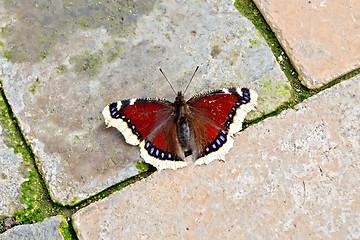 Image showing Butterfly brown on bricks