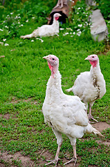 Image showing Turkey on grass background