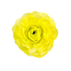 Image showing Ranunculus yellow