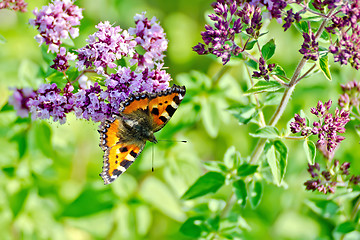 Image showing Butterfly orange on a flower oregano