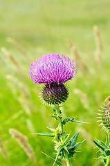 Image showing Thistle on meadow