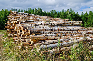 Image showing Trestle harvested wood