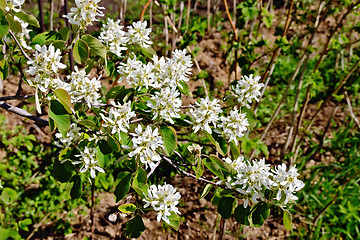 Image showing Saskatoon Flowers 3