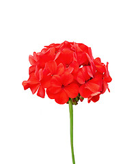 Image showing Geranium red