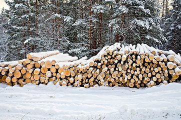 Image showing Timber on snow in winter forest