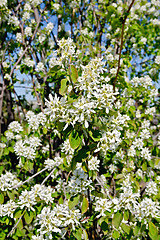 Image showing Saskatoon Flowers 1