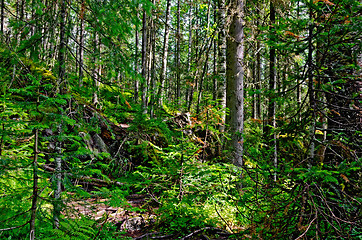 Image showing Taiga on mountain