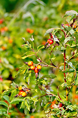 Image showing Rosehip berries on a bush