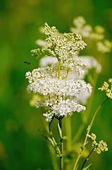 Image showing Meadowsweet on a green background