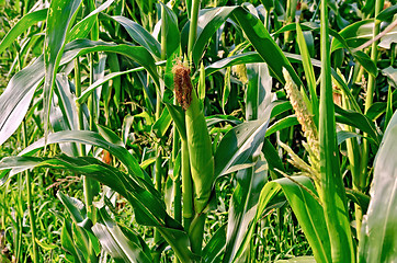 Image showing Corncob on the field with leaves