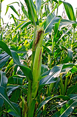 Image showing Corncob on a cornfield