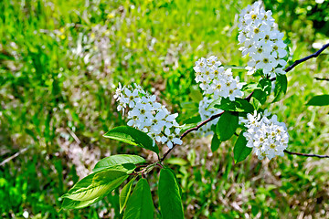 Image showing Bird cherry flowers and grass