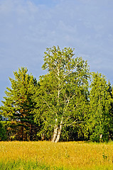 Image showing Summer landscape with birch trees and blue sky