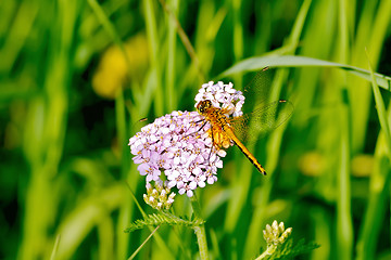 Image showing Dragonfly orange on a flower
