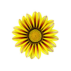 Image showing Gacaniya yellow