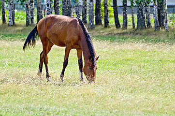 Image showing Young bay horse in the meadow