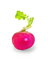 Image showing Radishes with leaf