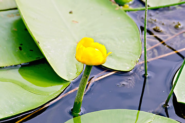 Image showing Nenuphar yellow with leaves