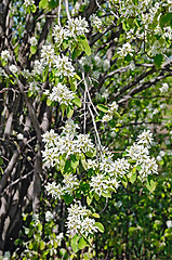 Image showing Saskatoon Flowers 2