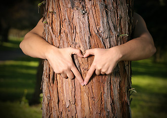 Image showing Tree Lover