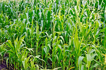 Image showing Cornfield