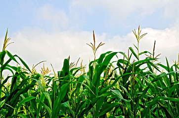 Image showing Corn field and sky