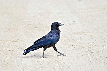 Image showing Jackdaw on the sand