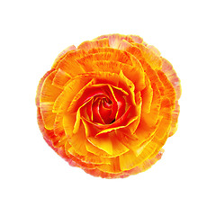 Image showing Ranunculus orange