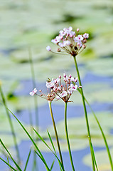 Image showing Butomus umbellatus 1