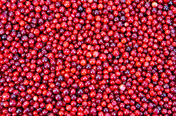 Image showing Lingonberry texture