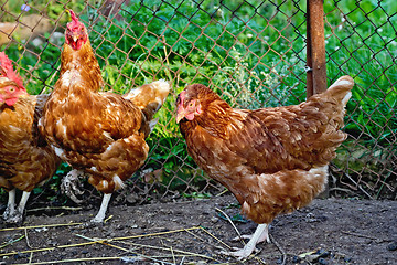 Image showing Chickens in a henhouse