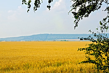 Image showing Grain field with birch