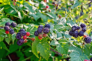 Image showing Bramble branch on the background leaves