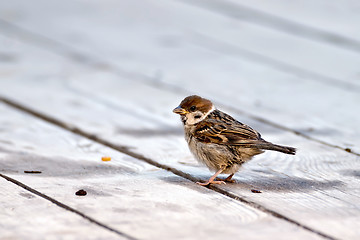 Image showing Sparrow on a wooden floor