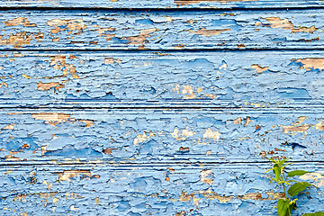 Image showing Old board with peeling blue paint and nettles