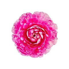 Image showing Ranunculus pink