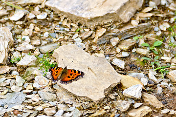 Image showing Butterfly orange on the stones