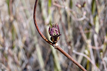 Image showing Alder with dissolve buds