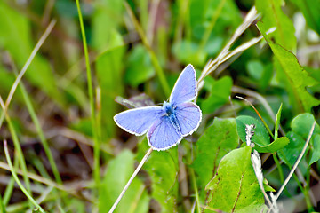 Image showing Butterfly blue on the grass