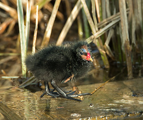 Image showing Moorhen Chick