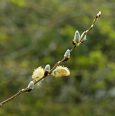 Image showing Pussy Willow