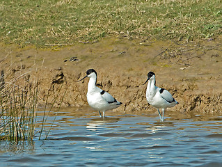 Image showing Pied Avocets