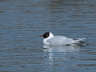 Image showing Black-headed Gull