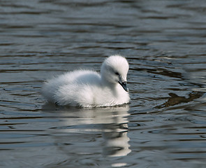 Image showing Cygnet