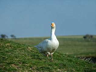 Image showing Goose