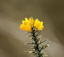 Image showing Gorse Flowers