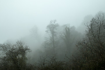 Image showing Trees and Mist