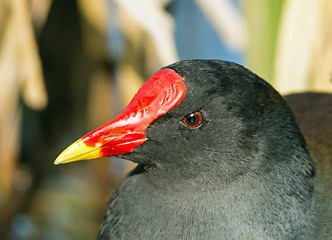 Image showing Moorhen Head Detail