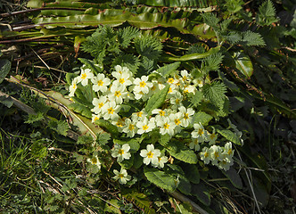 Image showing Primroses