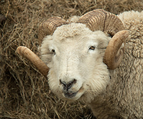 Image showing Ram Head